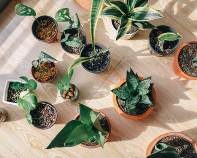 Beyond Decoration: The Vital Role of Plants in Your Home or Office