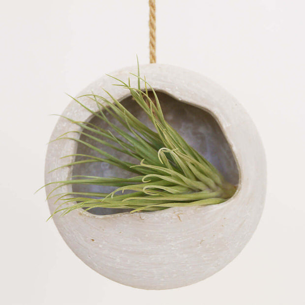 Air plant hanging