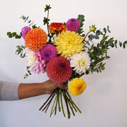 colourful dahlias