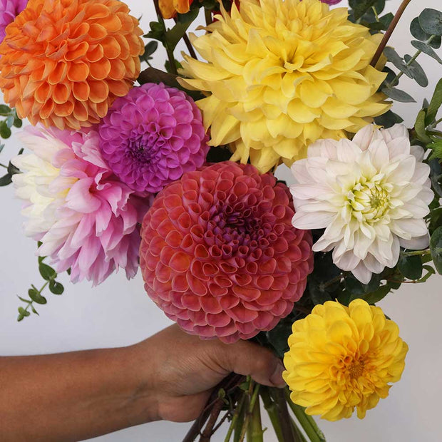 Colourful dhalias bouquet