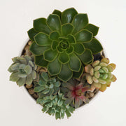 Succulent planter in a ceramic pot