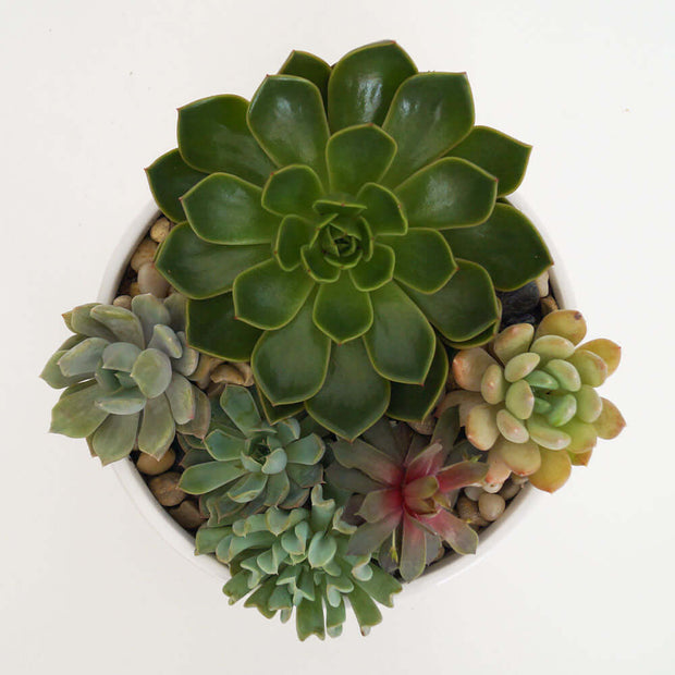 Succulent planter in a ceramic pot