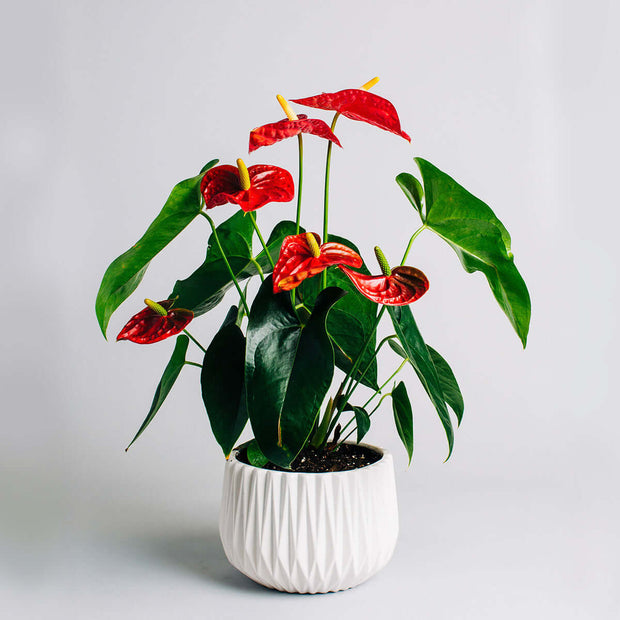 Due to their open, heart-shape and long-lasting characteristics these interior plants are popular as hostess or hospitality gifts.
