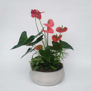 Anthurium planter. Indoor planter