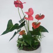 Anthurium planter. Indoor planter.