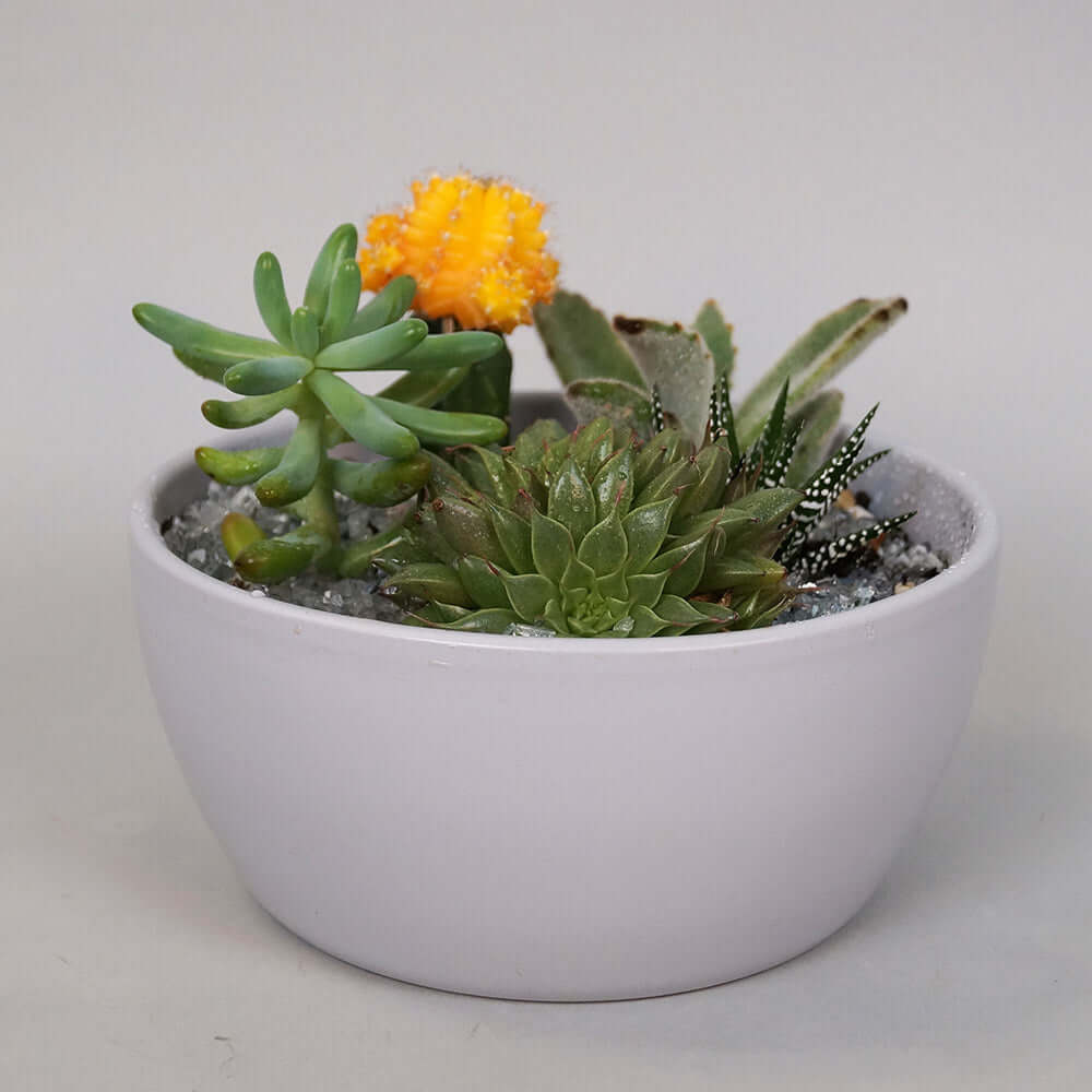 Cacti and Succulent Planter Plant - Elderberry Floral