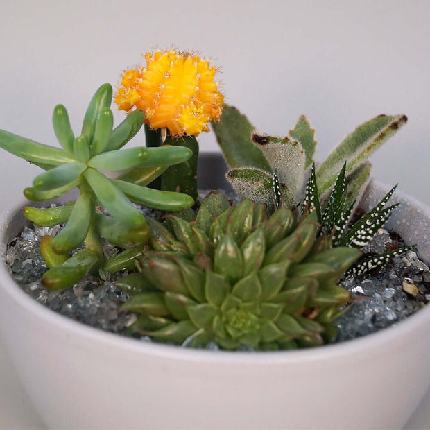 Cacti and succulent planter