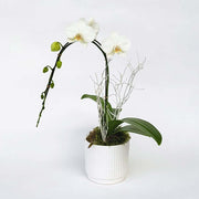 Mini orchid in white pot