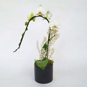 Mini orchid in black pot