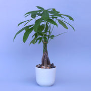Money tree plant