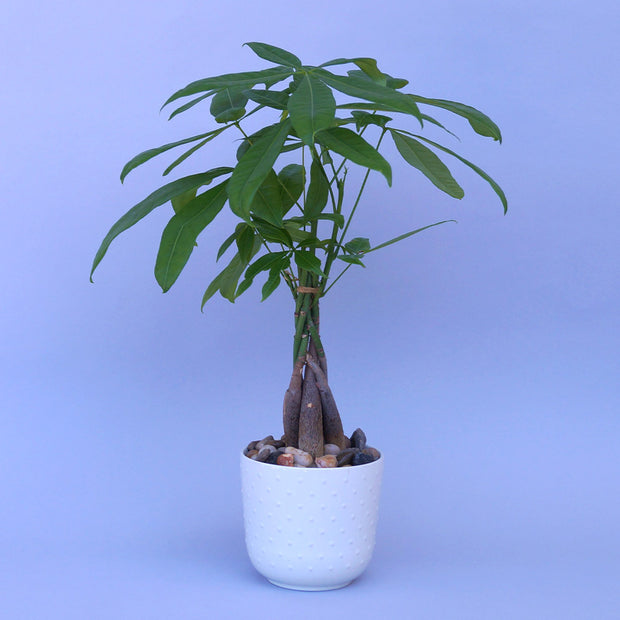 Money tree plant