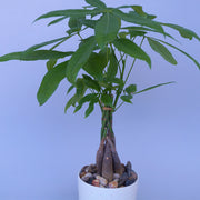 Money tree plant