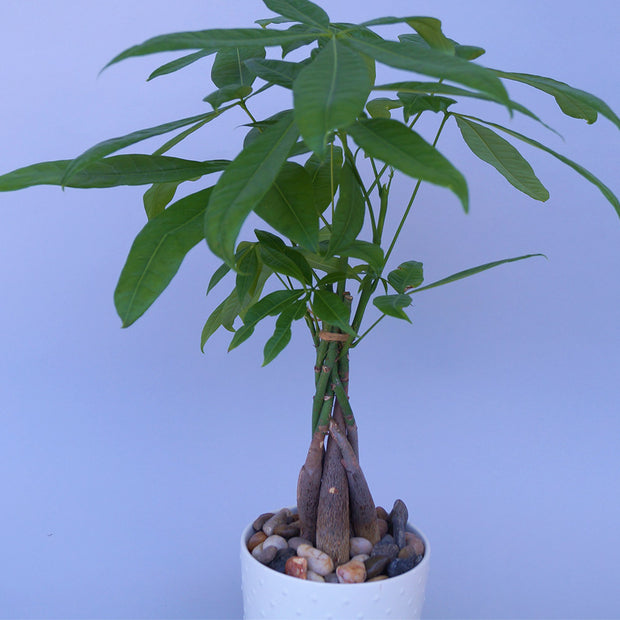 Money tree plant