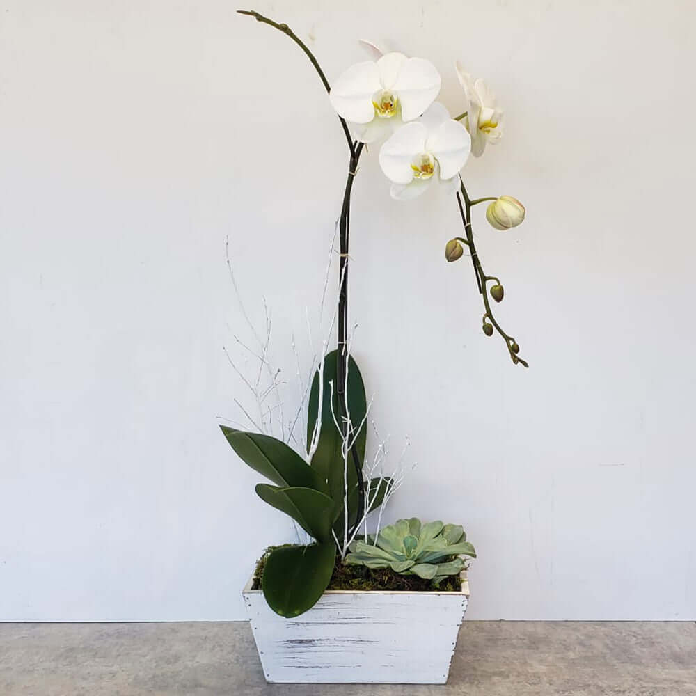 is an orchid a succulent plant Orchid And Succulent Plant