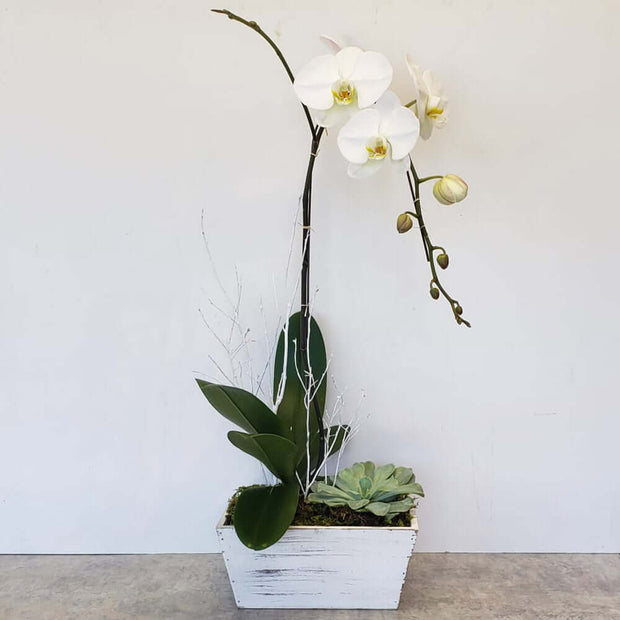 Tall white orchid with a succulent on the side in a white wooden container.