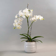 A white Phalaenopsis Orchid dressed in a ceramic pot with branches and moss. Perfect for your house or reception in a business.