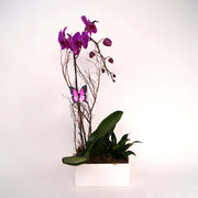 Purple orchid in a white pot