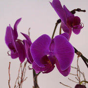 Purple orchid in a white pot