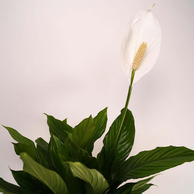 The peace lily plant is frequently associated with purity, prosperity, innocence, peace, and sympathy.