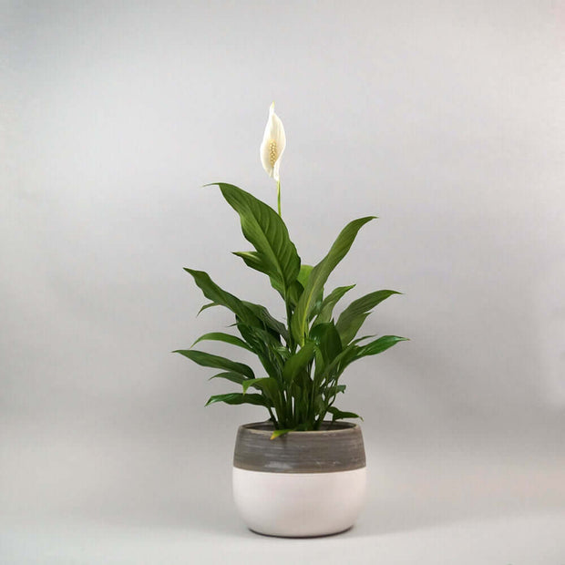 The peace lily plant is frequently associated with purity, prosperity, innocence, peace, and sympathy.