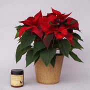 Red poinsettia + soy candle