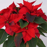 Red poinsettia + soy candle