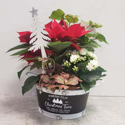 Poinsettia planter