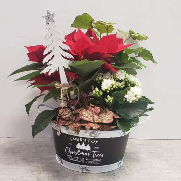 Poinsettia planter