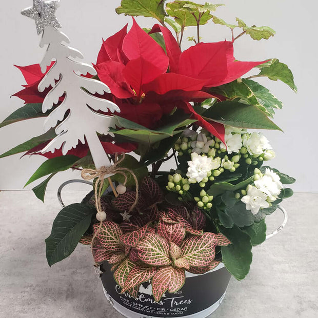 Poinsettia planter