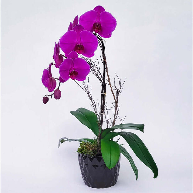 Premium orchid
