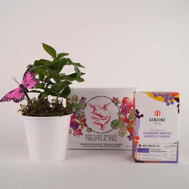 Sunrays gift box - Elderberry Floral