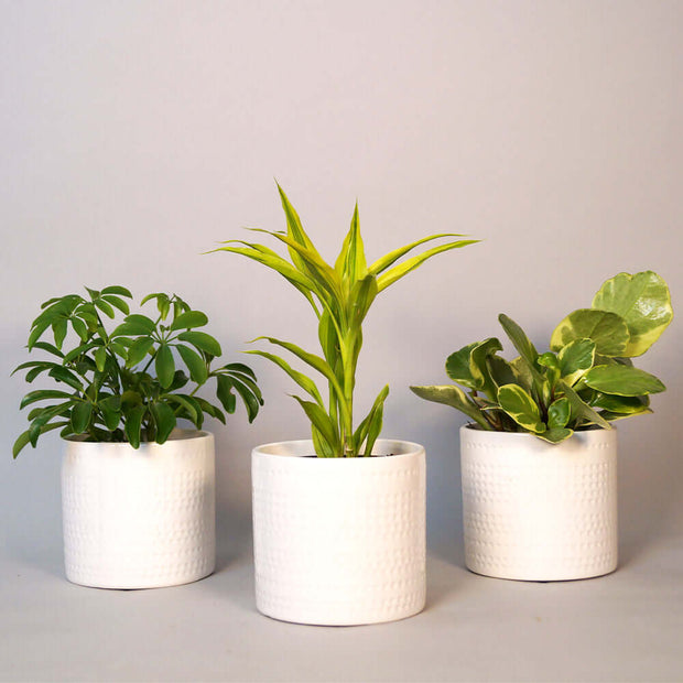 Trio of tropical indoor plants