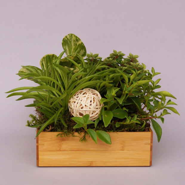 Mini tropical indoor plants in a box